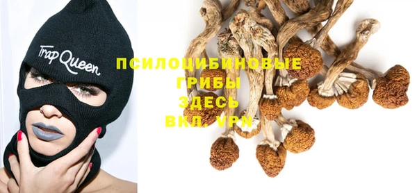 PSILOCYBIN Белокуриха